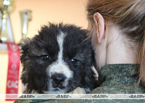 Собака — защитник и друг